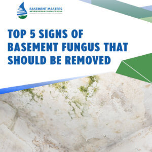 Top-5-Signs-of-Basement-Fungus-That-Should-Be-Removed