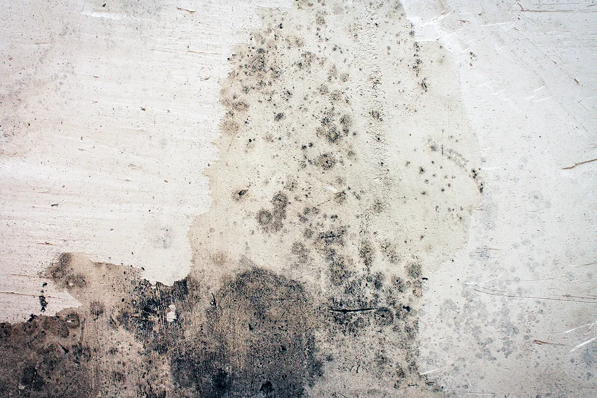 Mold and mildew growing on a wall as indicator of needing interior basement waterproofing