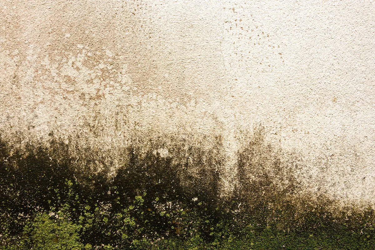 Mold buildup on a wall to represent musty odors and needing interior waterproofing